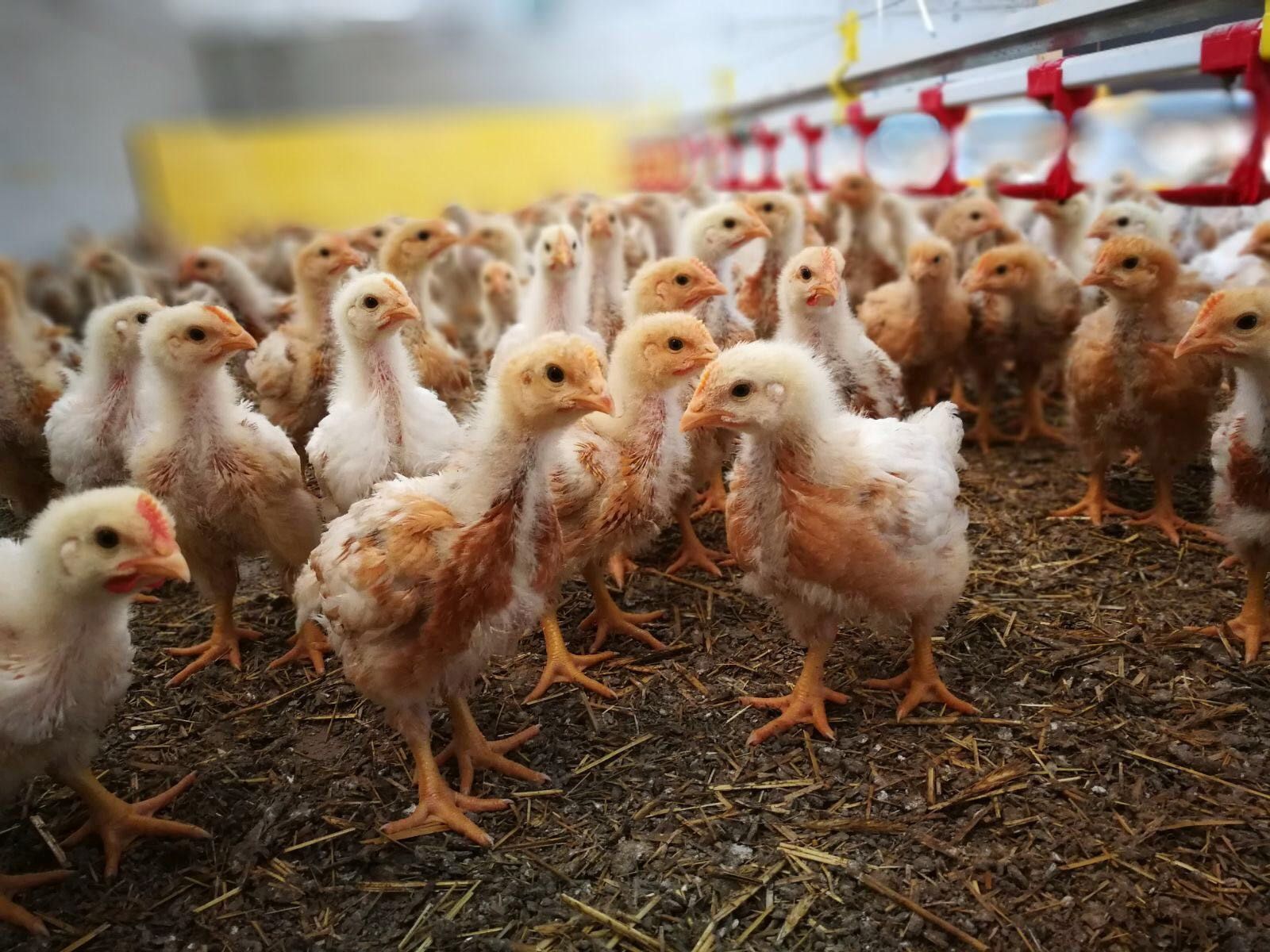 Hühner@Jernej.jpg © Martin Jernej Hühner@Jernej.jpg © Martin Jernej