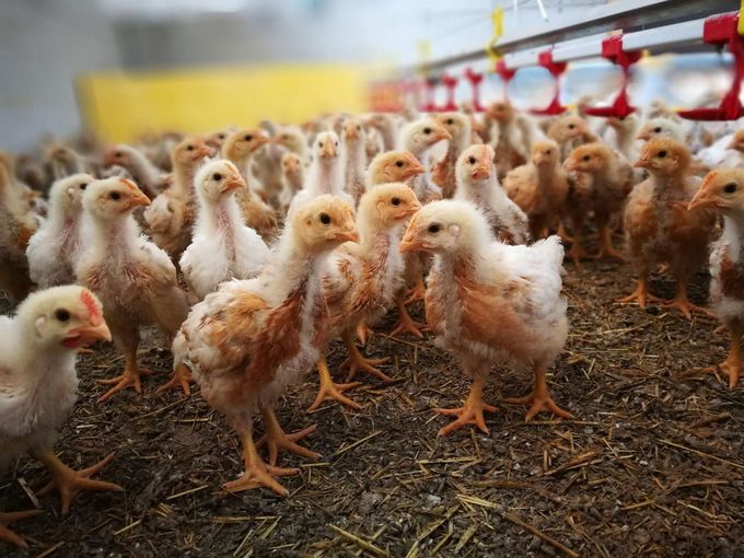 Hühner@Jernej.jpg © Martin Jernej Hühner@Jernej.jpg © Martin Jernej