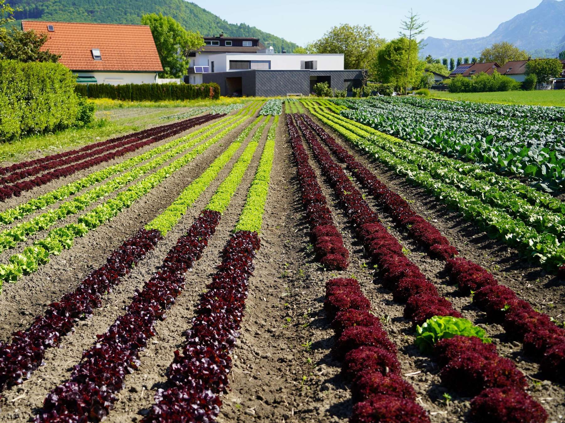 Salat und Gemüse.jpg © LK Vbg.