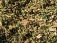 Shredlage_Maissilage_2-ID84958 © agrarfoto.com
