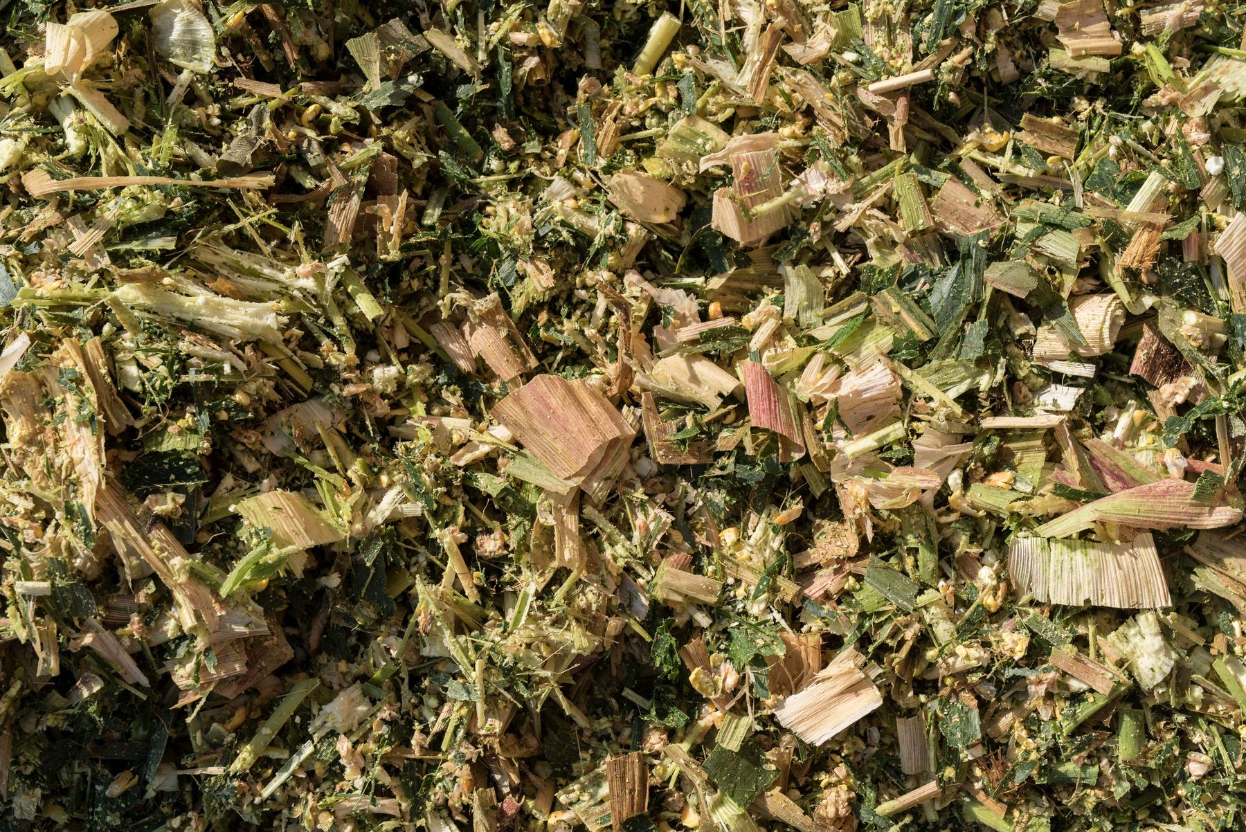 Shredlage_Maissilage_2-ID84958.jpg © agrarfoto.com Shredlage_Maissilage_2-ID84958.jpg © agrarfoto.com