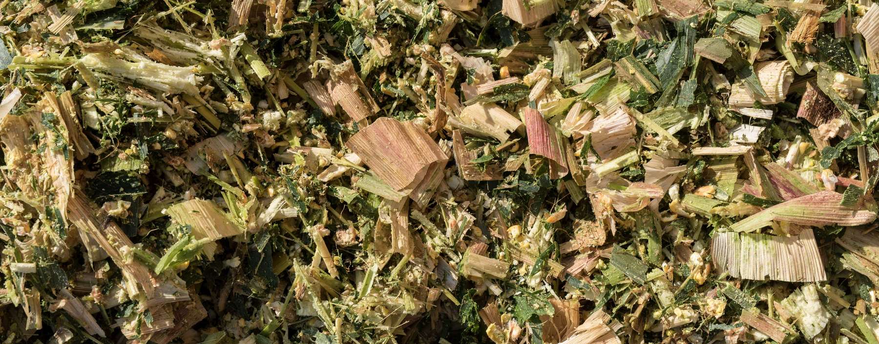 Shredlage_Maissilage_2-ID84958.jpg © agrarfoto.com