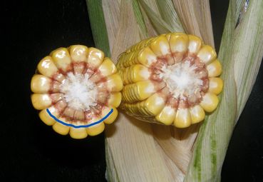 Silomais Milchlinie.jpg © Stromberger