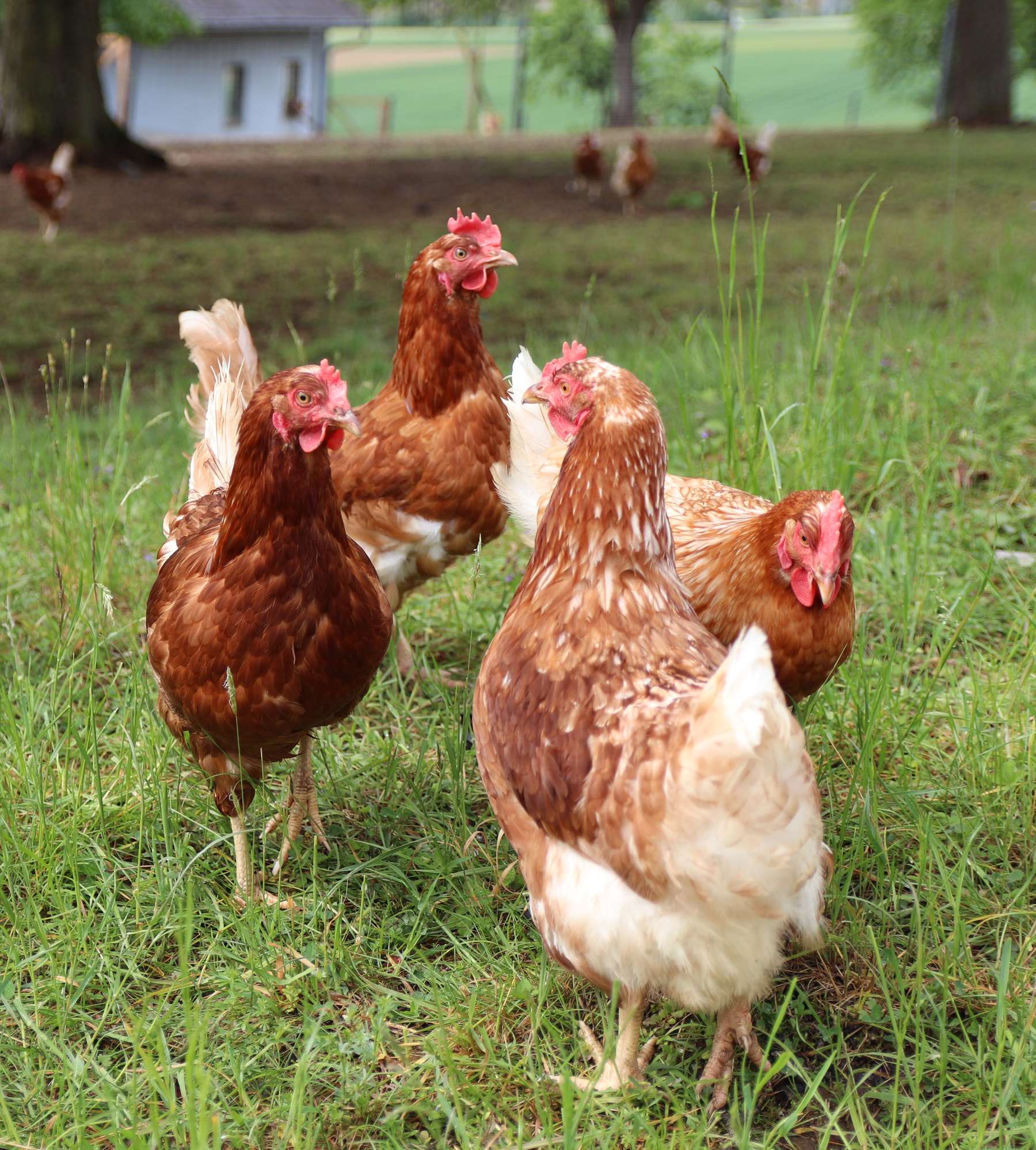 Freilandhennen © LKÖ/Kraml