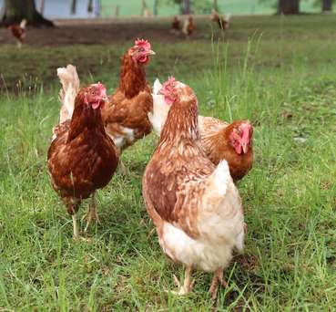 Freilandhennen © LKÖ/Kraml