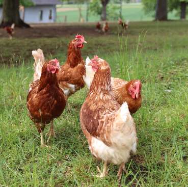 Freilandhennen © LKÖ/Kraml