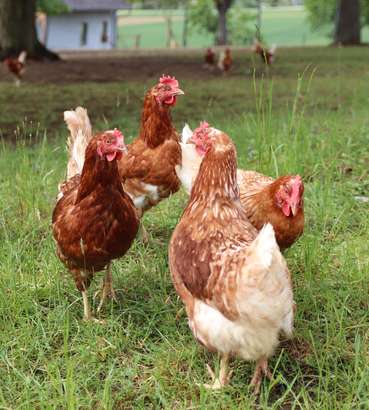 Freilandhennen © LKÖ/Kraml