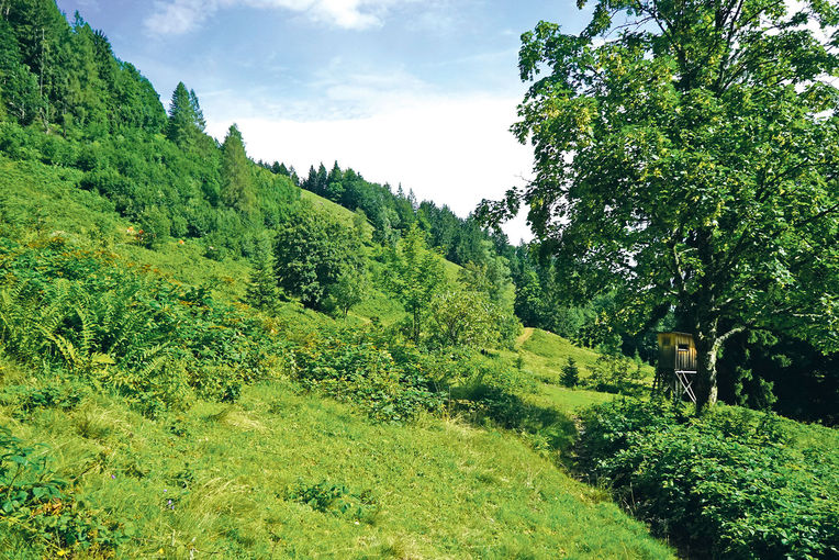 Gebirgsziegen im Schwendeinsatz auf der Alm.jpg © Archiv