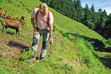 Gebirgsziegen im Schwendeinsatz auf der Alm.jpg © Archiv