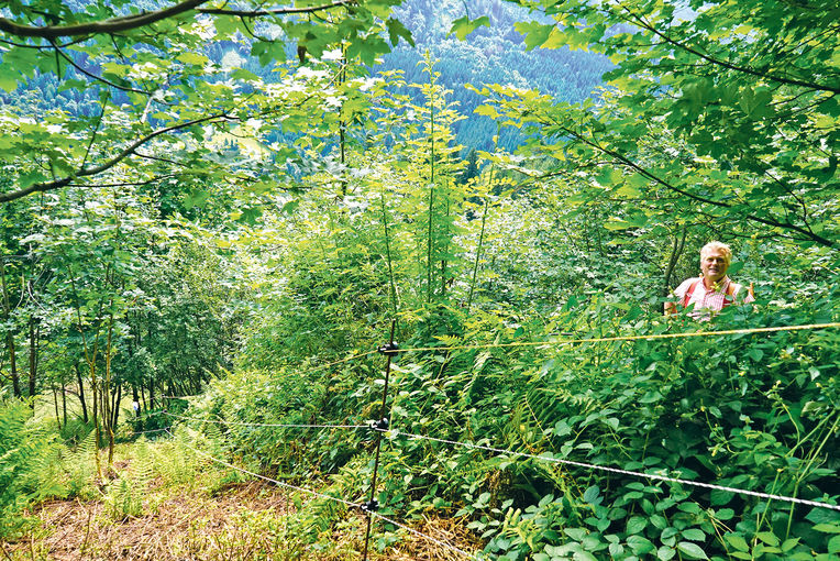 Gebirgsziegen im Schwendeinsatz auf der Alm.jpg © Archiv
