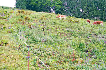 Gebirgsziegen im Schwendeinsatz auf der Alm.jpg © Archiv
