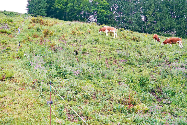 Gebirgsziegen im Schwendeinsatz auf der Alm.jpg © Archiv