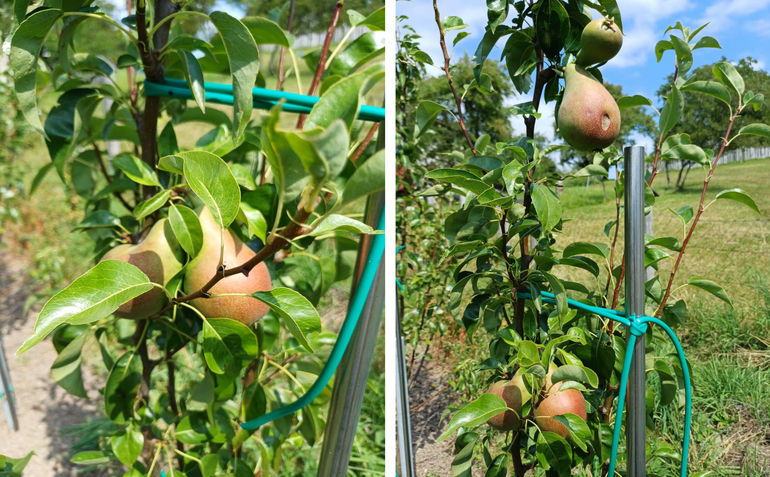 Birne 1+2.jpg © Strebl/LK OÖ
