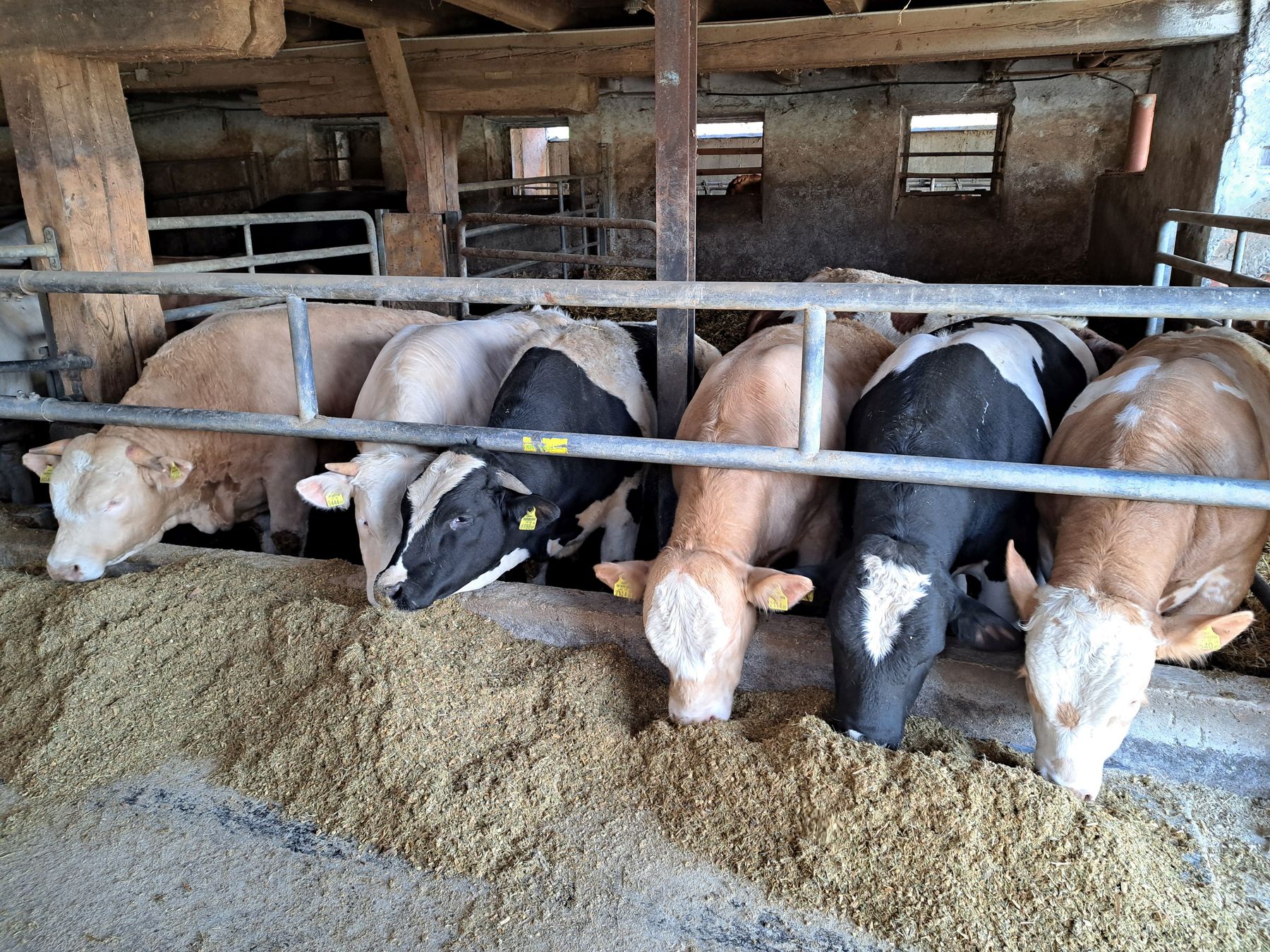 Stiere Poscharnig.jpg © Augustin Stiere Poscharnig.jpg © Augustin