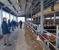 AK Rindermast Betriebsbesichtung © Gregoritsch