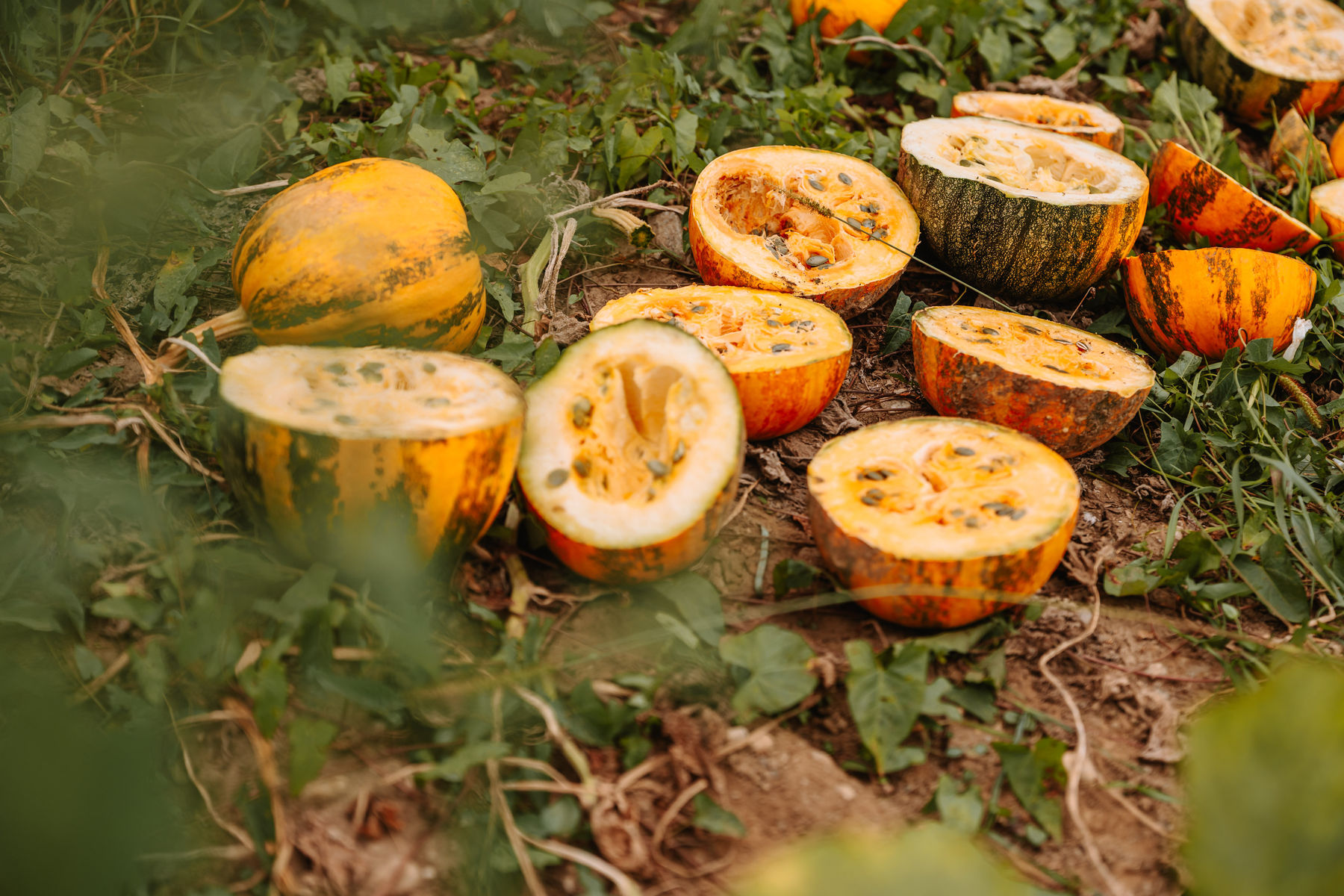 © LK Steiermark-Nadja Fuchs