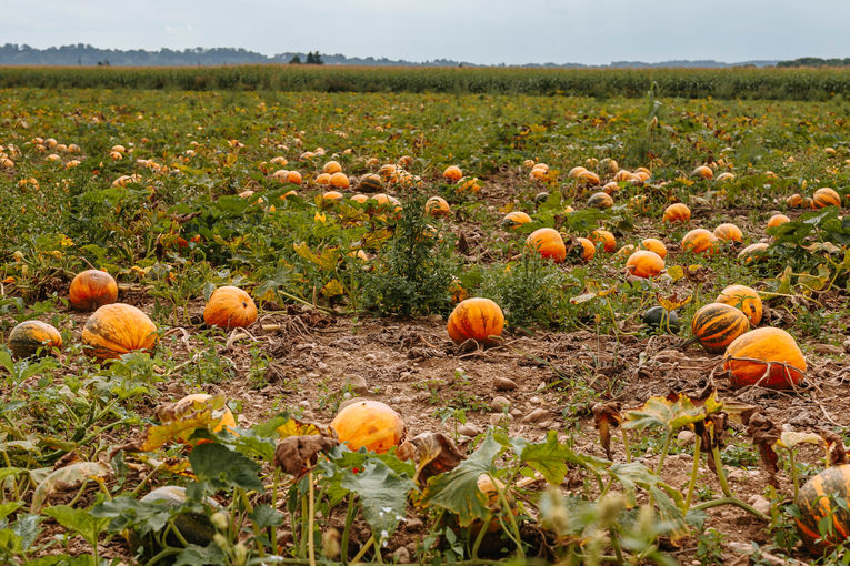 © LK Steiermark-Nadja Fuchs