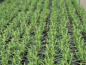 Gärtnerei Ludescher.jpg © LK Vbg. Gärtnerei Ludescher.jpg © LK Vbg.