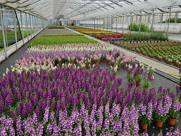 Gärtnerei Ludescher.jpg © LK Vbg. Gärtnerei Ludescher.jpg © LK Vbg.