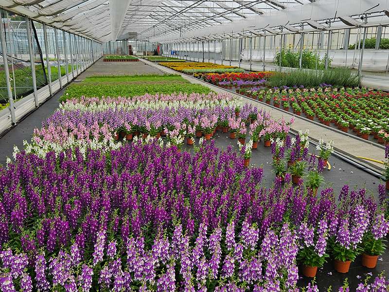 Gärtnerei Ludescher.jpg © LK Vbg. Gärtnerei Ludescher.jpg © LK Vbg.