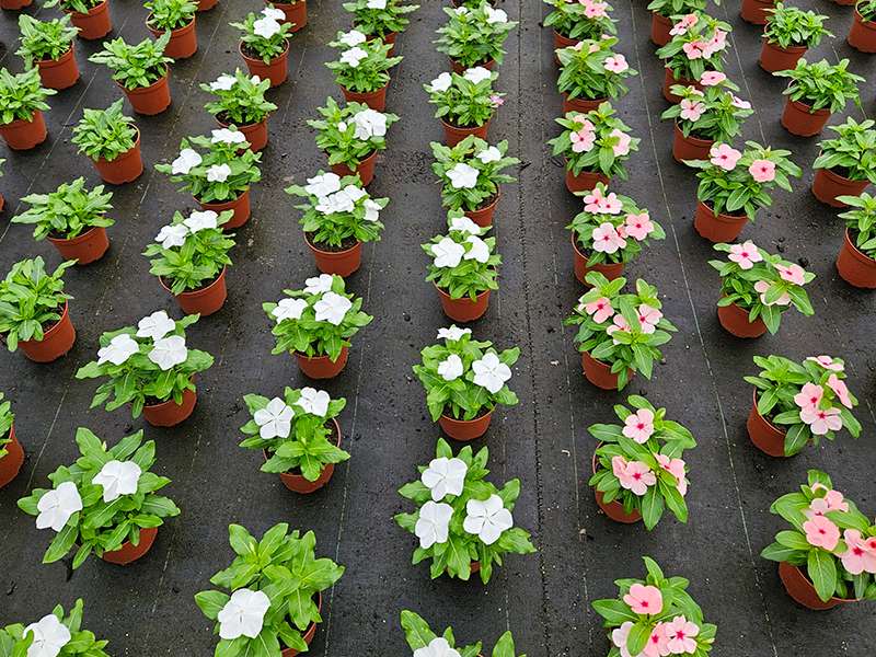 Gärtnerei Ludescher.jpg © LK Vbg. Gärtnerei Ludescher.jpg © LK Vbg.