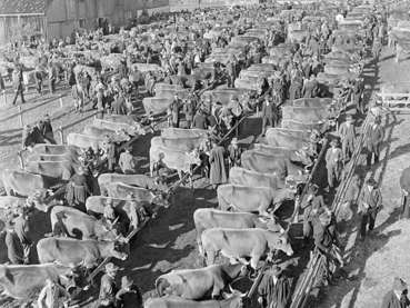 Landwirtschaft früher.jpg © Sammlung Franz Beer, Stadtarchiv Dornbirn Landwirtschaft früher.jpg © Sammlung Franz Beer, Stadtarchiv Dornbirn