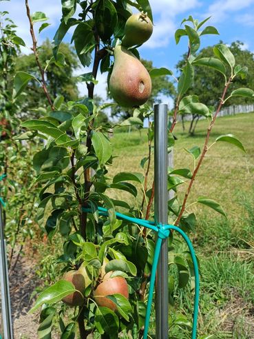 Gartentipp_Birne_LK OÖ Strebl.jpg © LK OÖ/Strebl