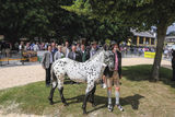 Tigermarkt 2025.jpg © Pferdezuchtverein P9