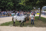 Tigermarkt 2025.jpg © Pferdezuchtverein P9