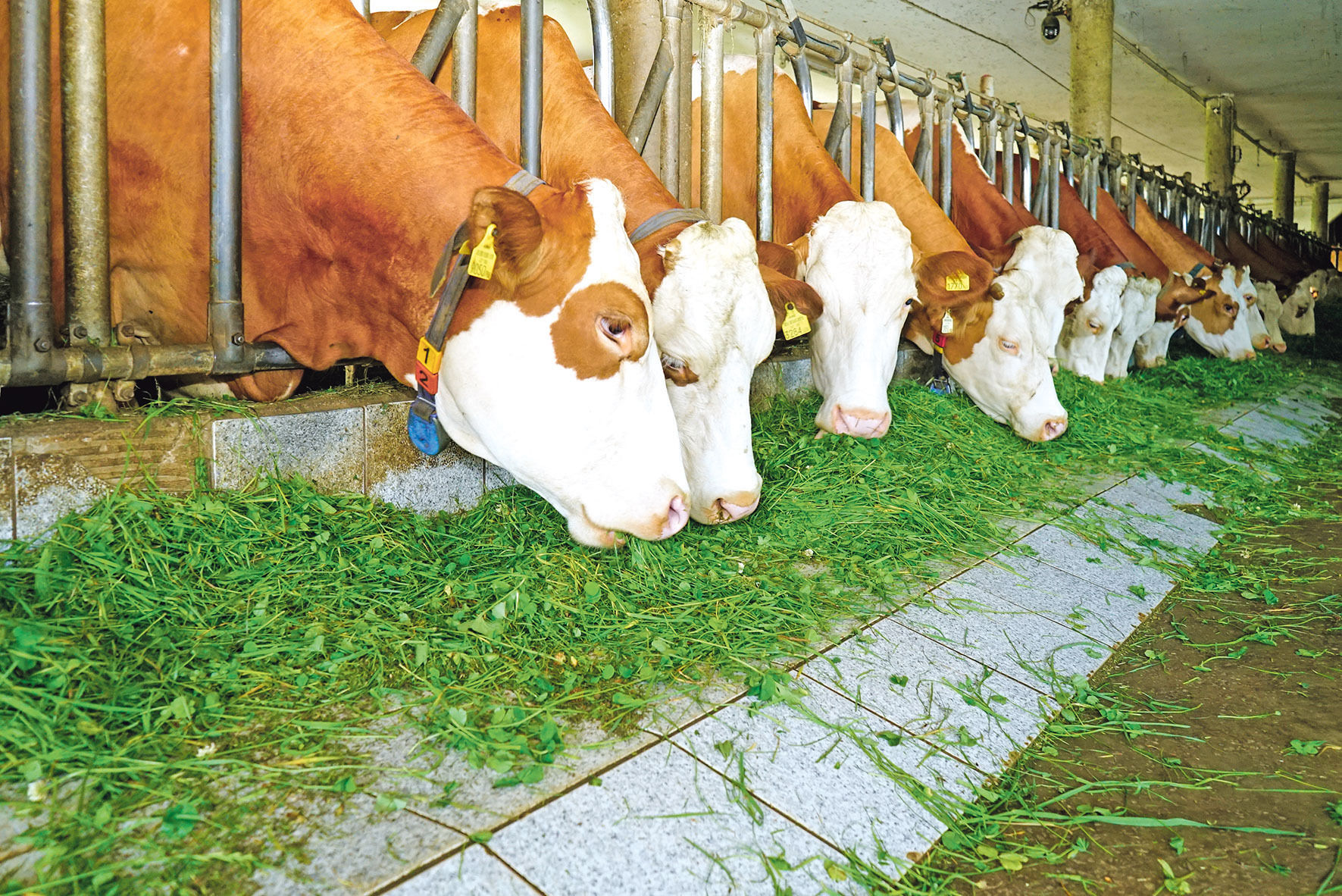 Sichere Zukunft mit Hendlmast und  Milchviehhaltung.jpg © Etter