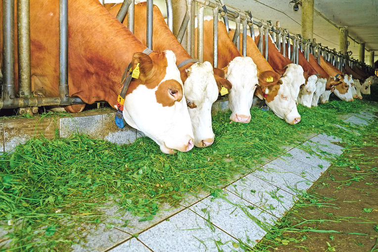 Sichere Zukunft mit Hendlmast und  Milchviehhaltung.jpg © Etter