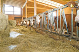 Sichere Zukunft mit Hendlmast und  Milchviehhaltung.jpg © Etter