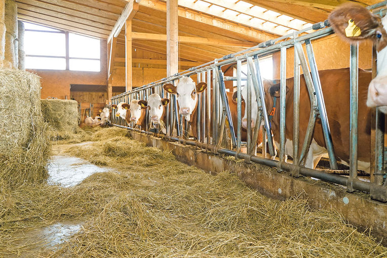 Sichere Zukunft mit Hendlmast und  Milchviehhaltung.jpg © Etter Sichere Zukunft mit Hendlmast und  Milchviehhaltung.jpg © Etter