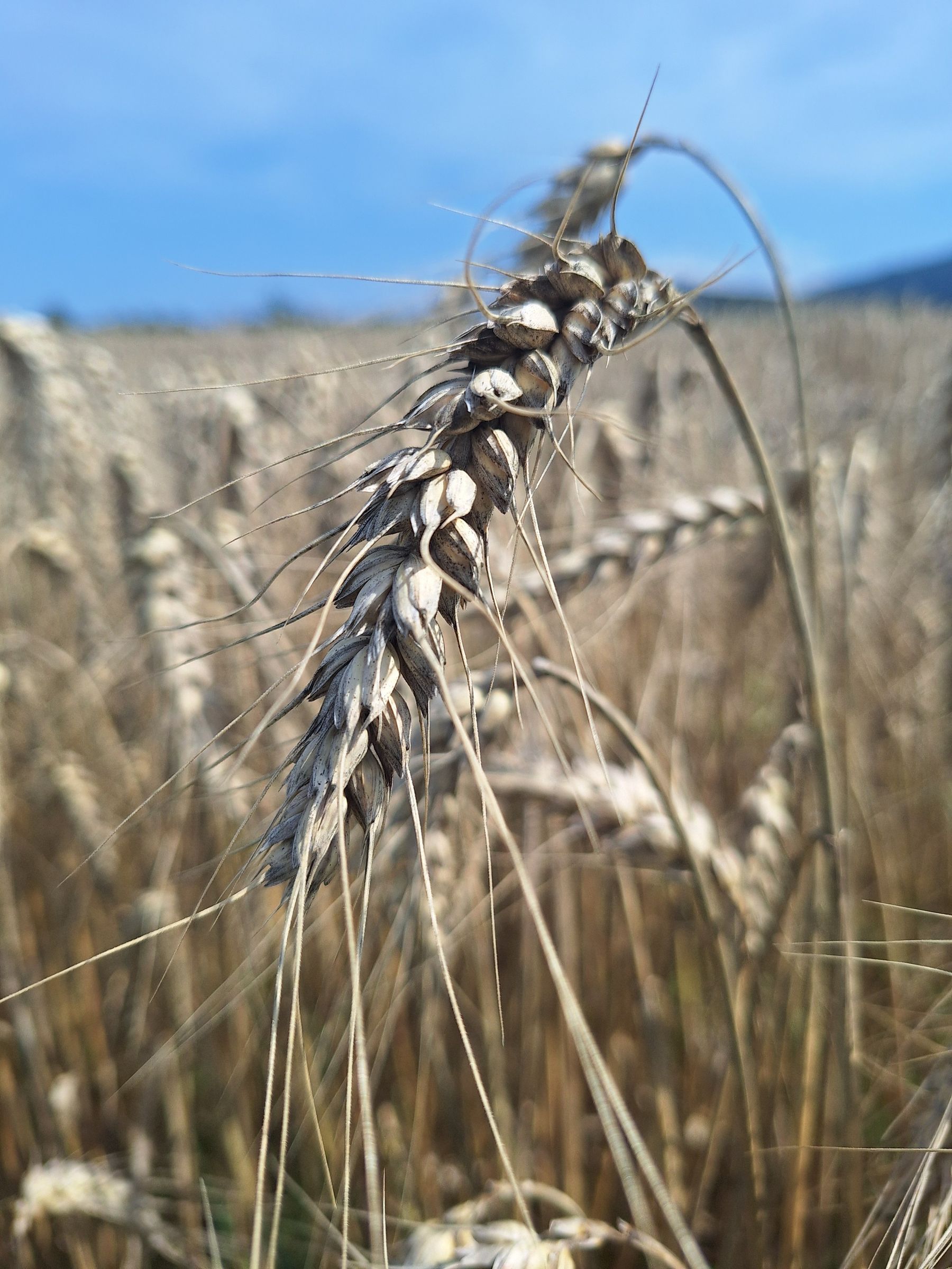 Abb. 1_ Triticale.jpg © LK OÖ/Tiefenthaller Abb. 1_ Triticale.jpg © LK OÖ/Tiefenthaller