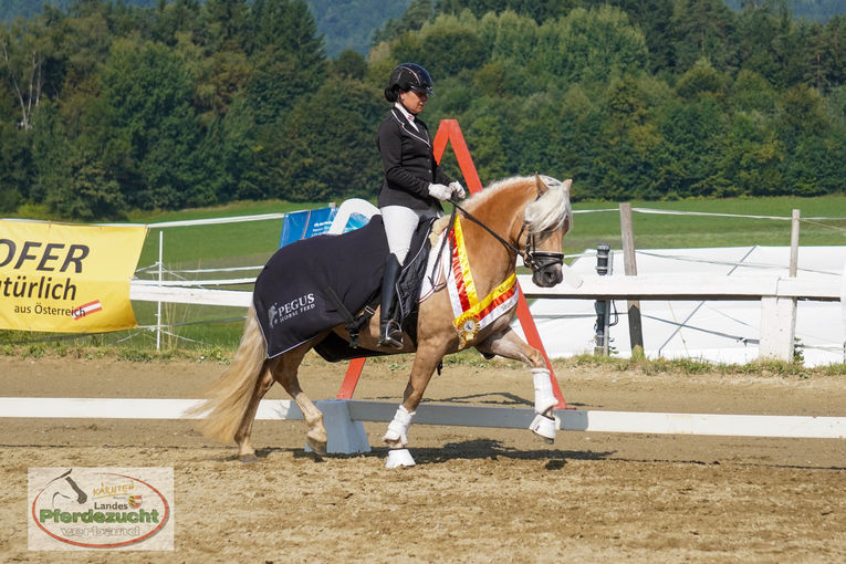 Haflinger Hymera.jpg © LPZV/Wuzella