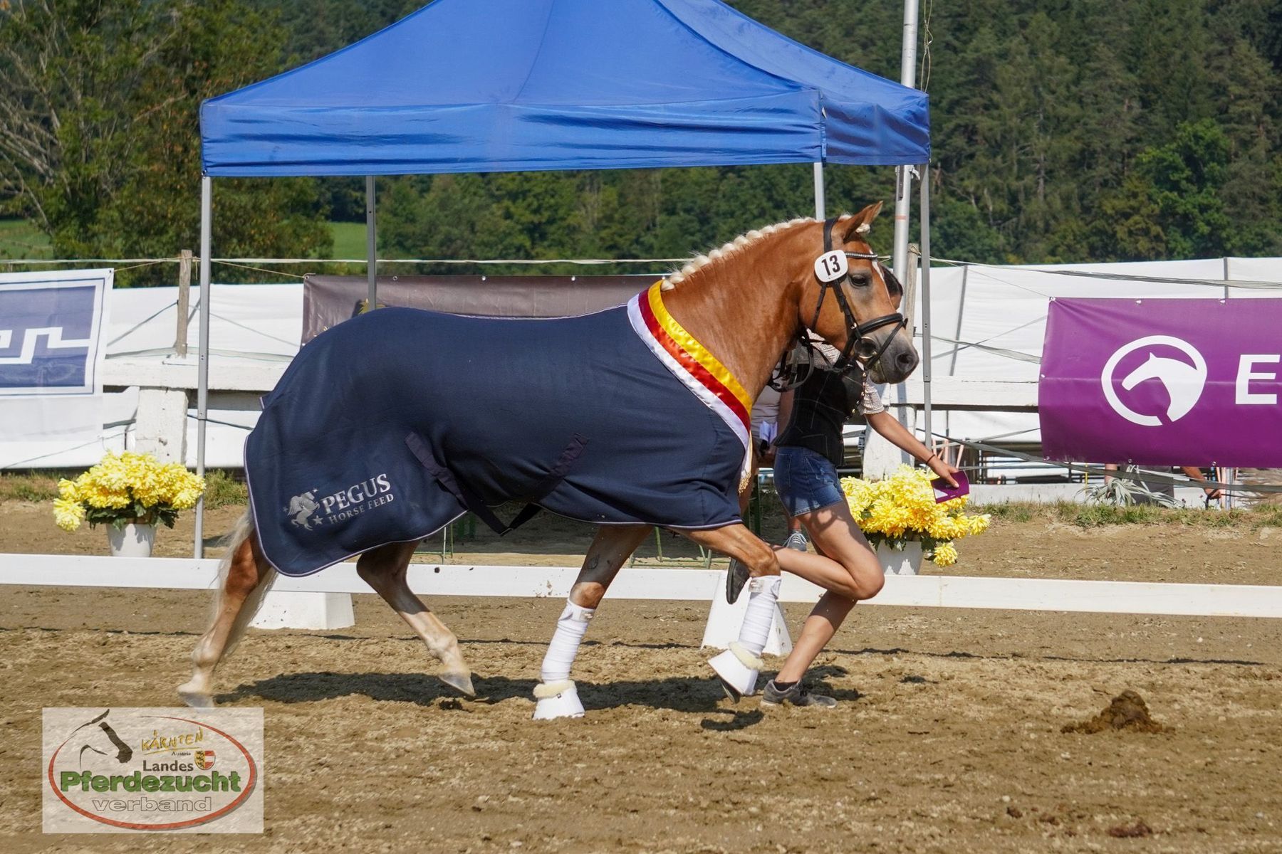 Haflinger_ Liberty.jpg © LPZV/Wuzella