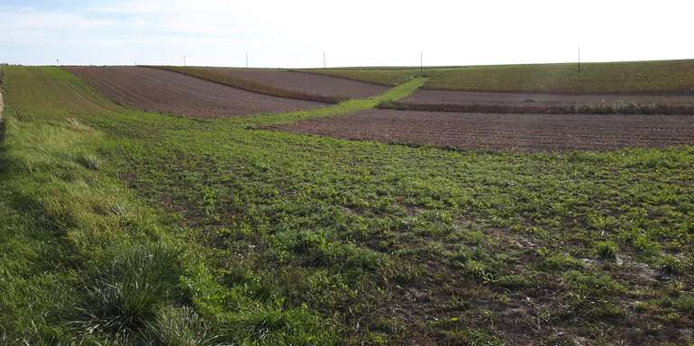Grünstreifen.jpg © BWSB