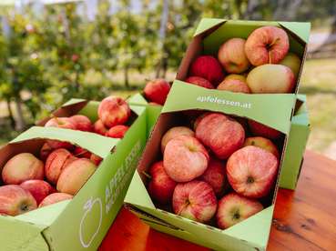 pk_apfelernte_x001.jpg © LK Steiermark/Fuchs