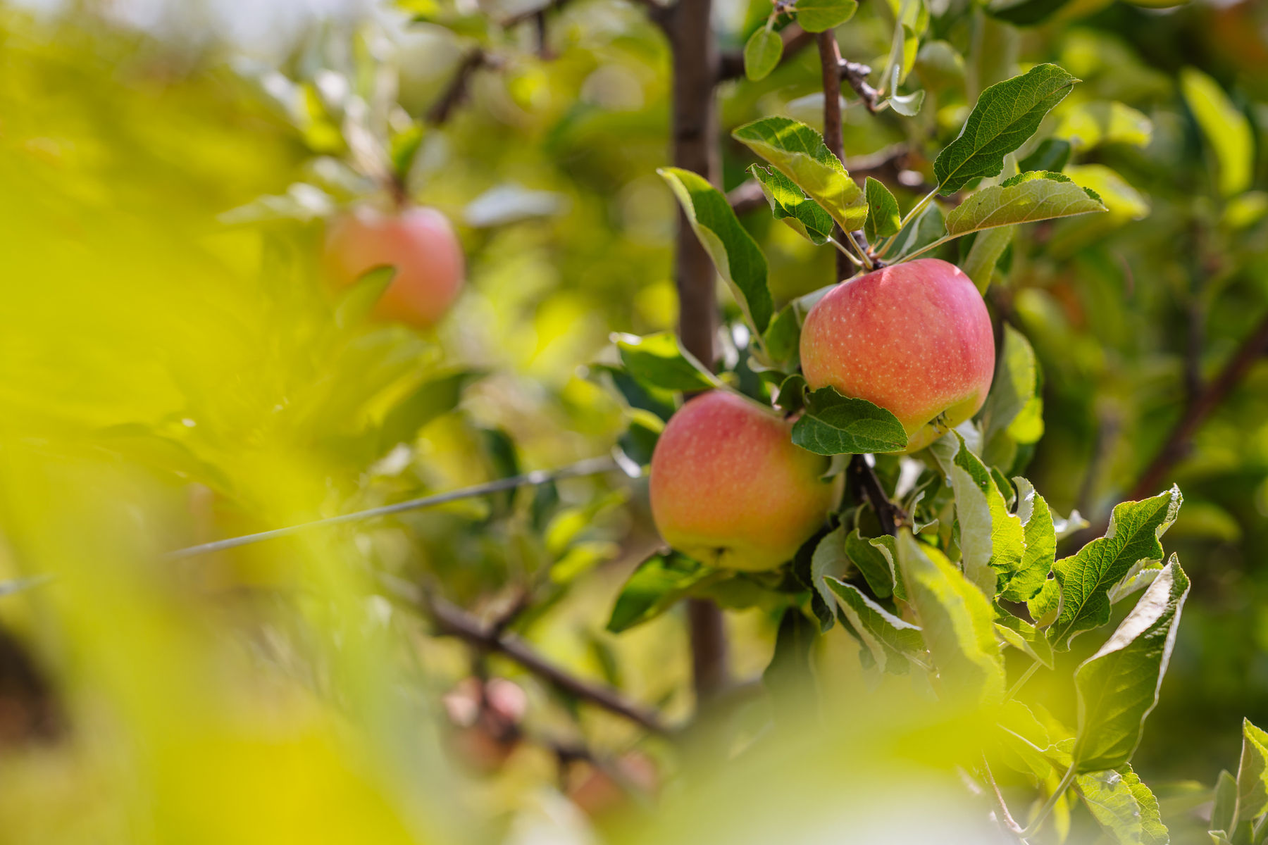 © LK Steiermark/Fuchs