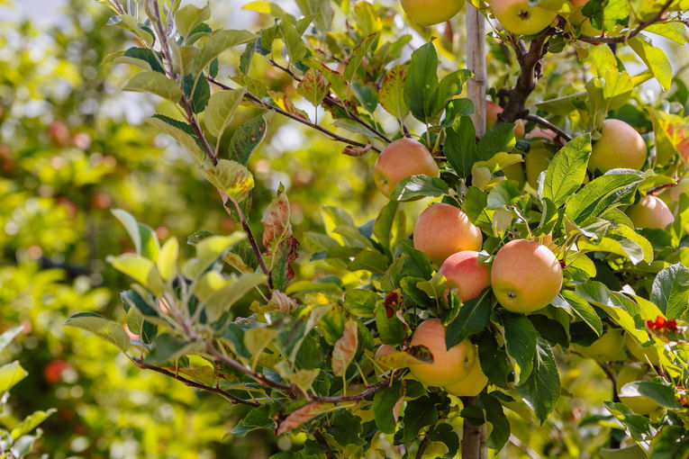 © LK Steiermark/Fuchs