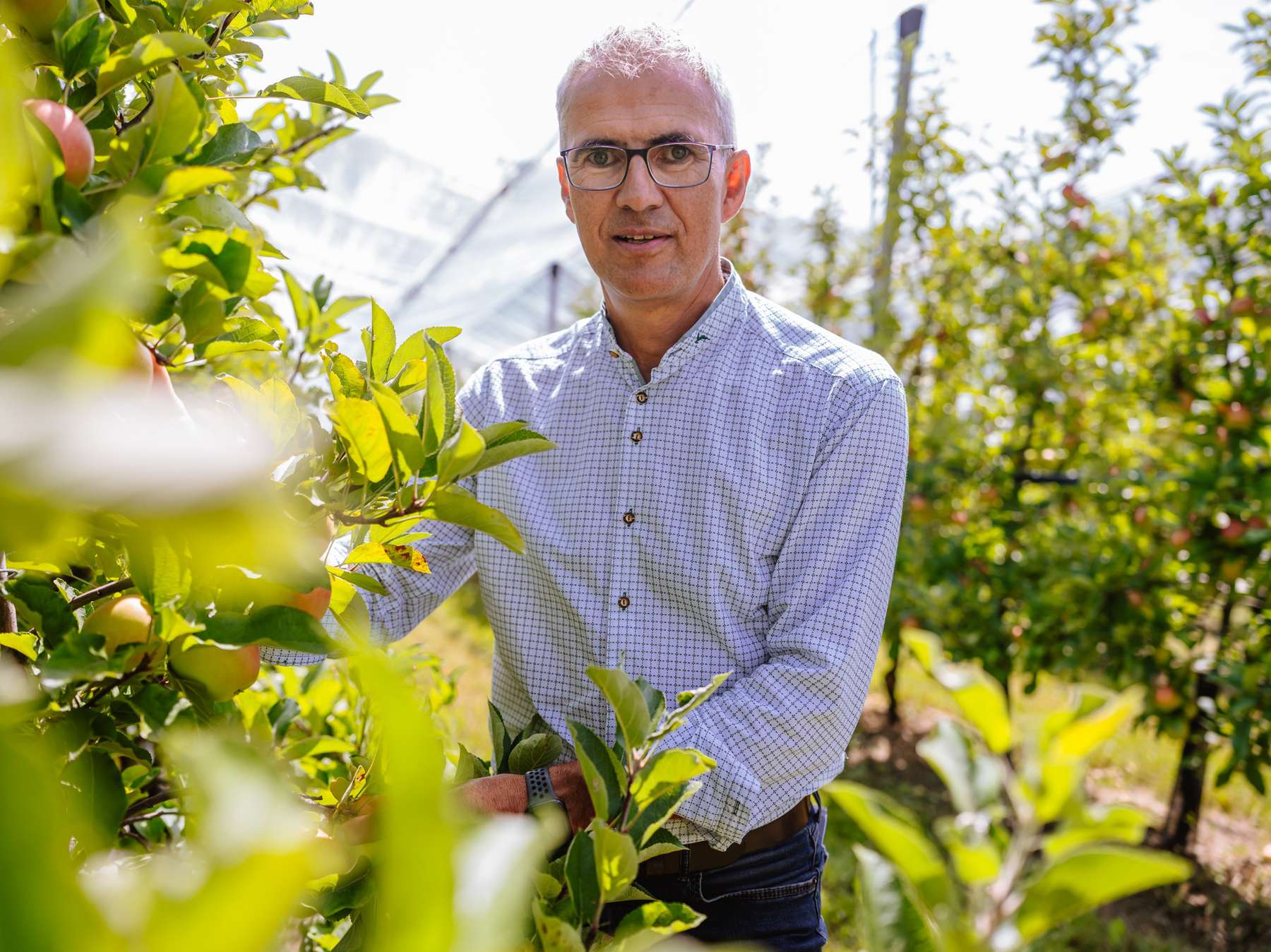 pk_apfelernte_x056.jpg © LK Steiermark/Fuchs