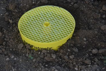 Raps-Gelbschale eingegraben.jpg © LK OÖ/Köppl