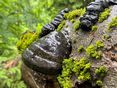 LiegendesTotholz fördert die Biodiversität im Wald © BIOSa