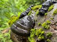 LiegendesTotholz fördert die Biodiversität im Wald © BIOSa