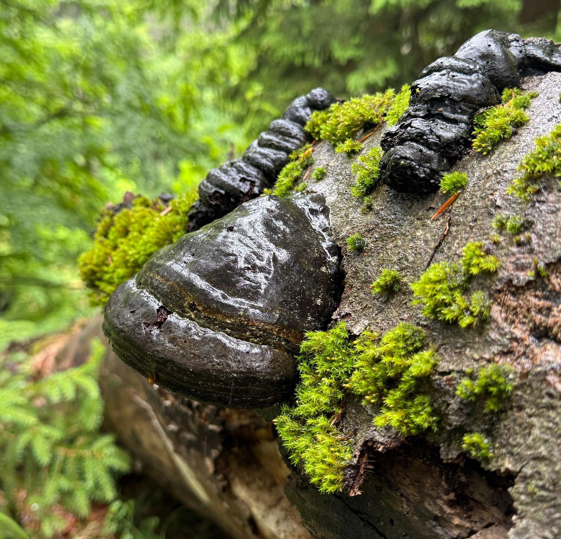 LiegendesTotholz fördert die Biodiversität im Wald.jpg © BIOSa