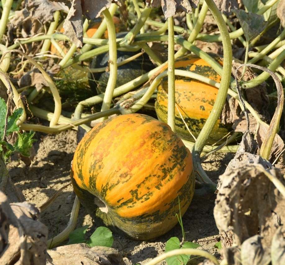 Kürbis, ernterfeif-2.jpg © LK OÖ/Köppl