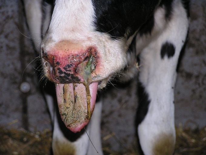 Bluetongue.jpg © Landwirtschaftskammer Nordrhein-Westfahlen Dr. Wilfried Adams Bluetongue.jpg © Landwirtschaftskammer Nordrhein-Westfahlen Dr. Wilfried Adams