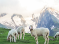 20240713_195012 Kopie © LK Tirol