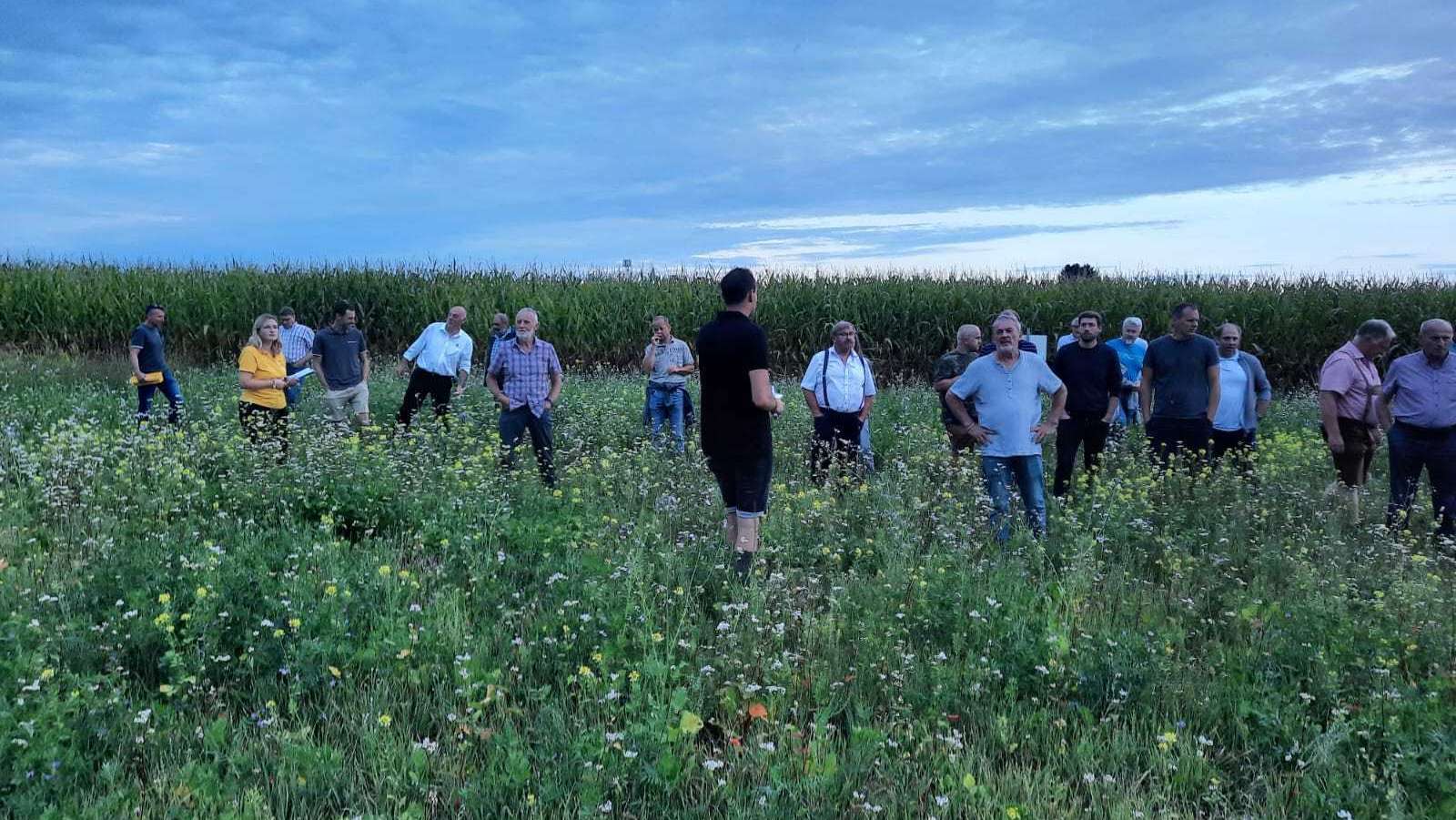 Eindrücke zur Feldbegehung "Bienenfreundlicher Zwischenfruchtanbau im Innviertel, 1. September 2025
