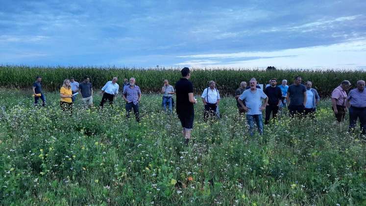 Eindrücke zur Feldbegehung "Bienenfreundlicher Zwischenfruchtanbau im Innviertel, 1. September 2025